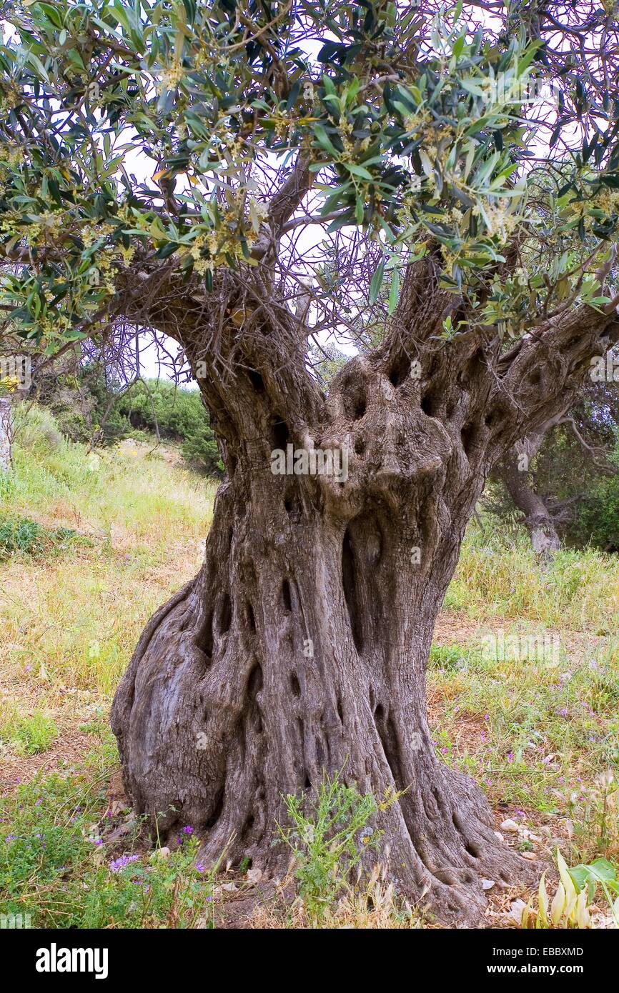 Greece, Cyclades, Naxos olive tree Stock Photo Alamy