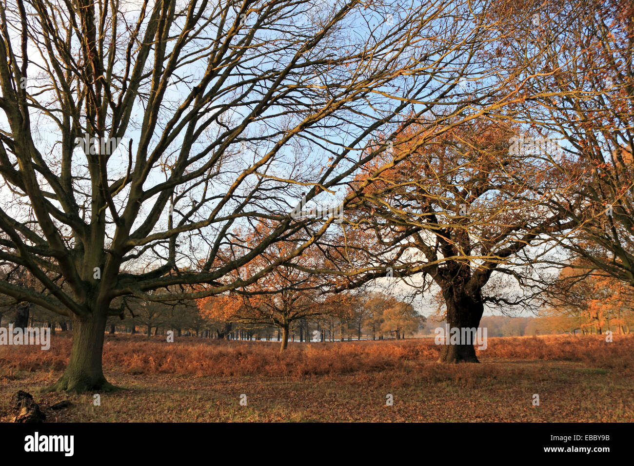 Breeze through the trees hi-res stock photography and images - Alamy
