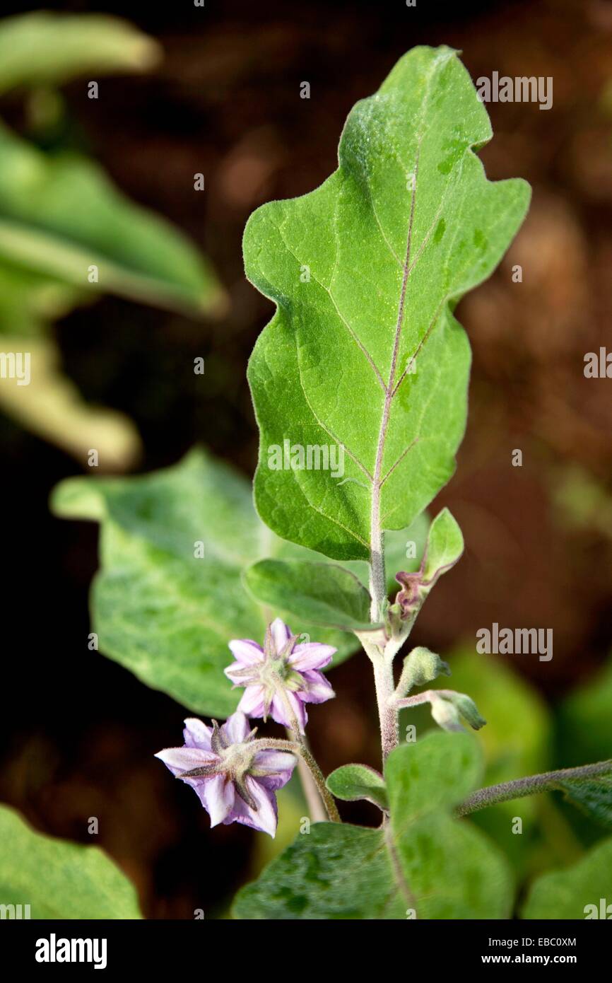 eggplant Solanum melongena and flower with corolla lobes with green leaves 7 Stock Photo