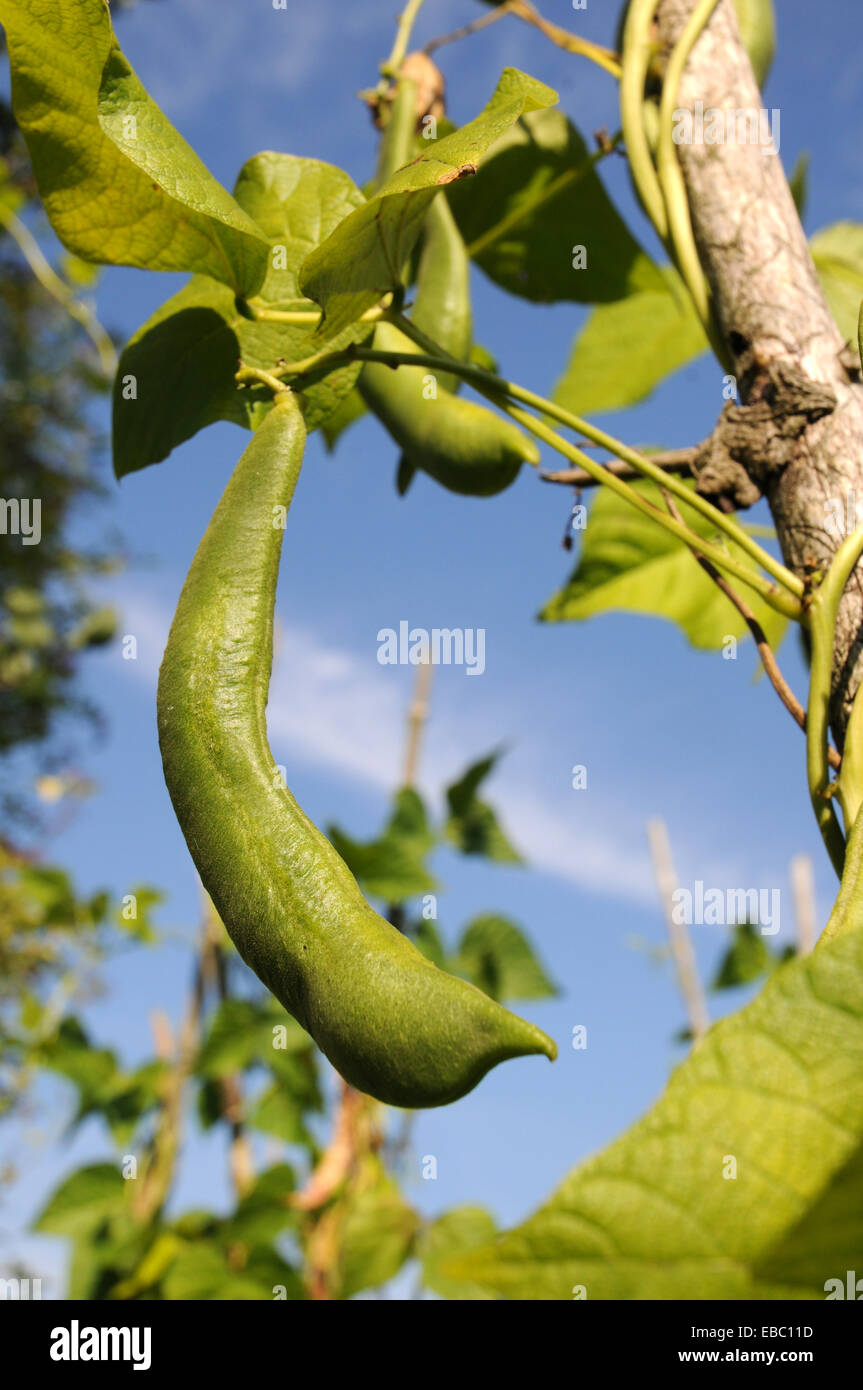 Harvest maturity beans Stock Photo Alamy