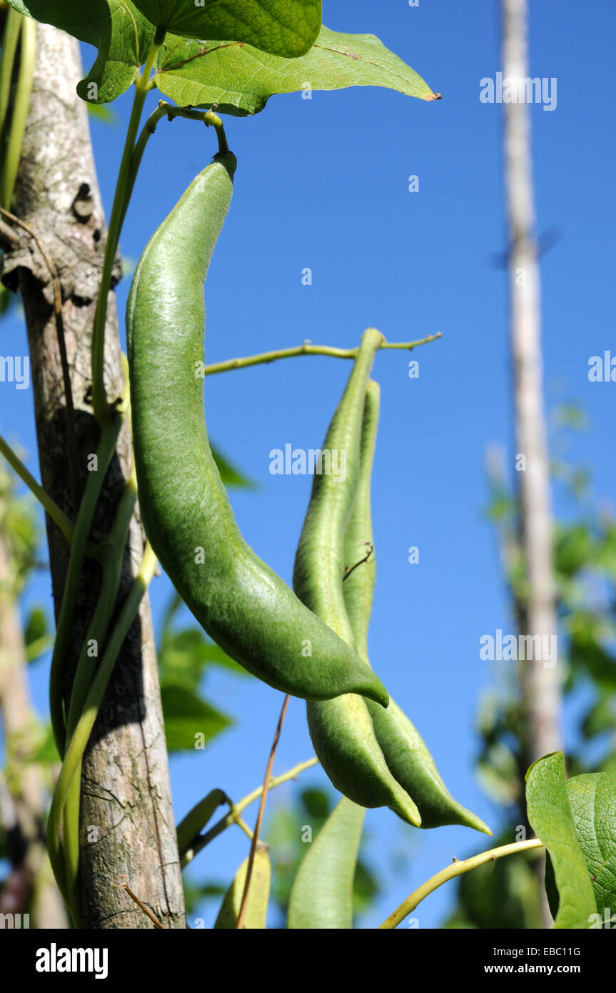 Harvest maturity beans Stock Photo Alamy
