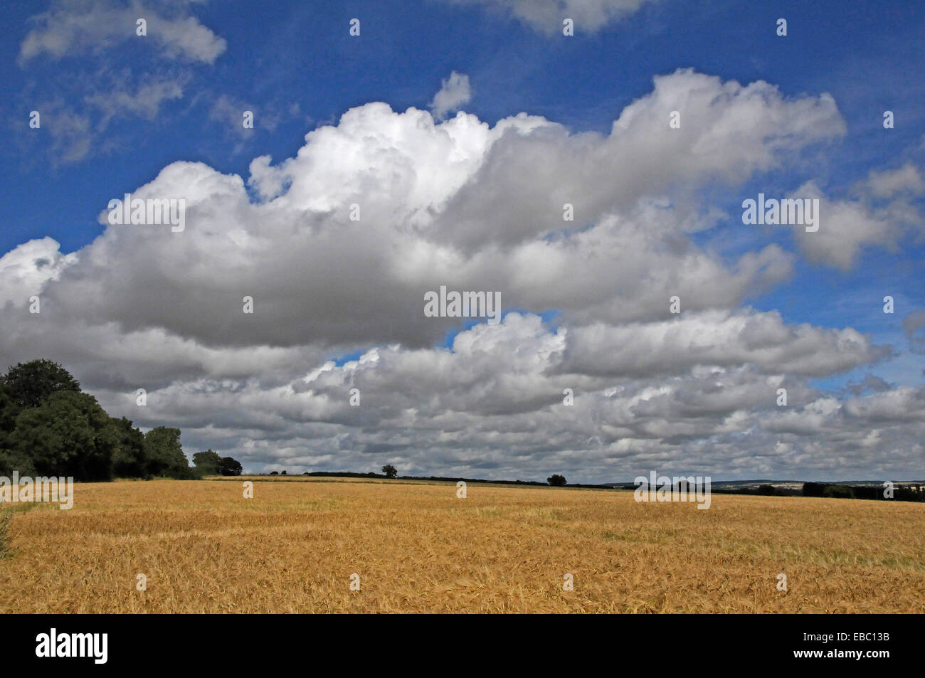 Cotswold country cornfield in high summer Stock Photo