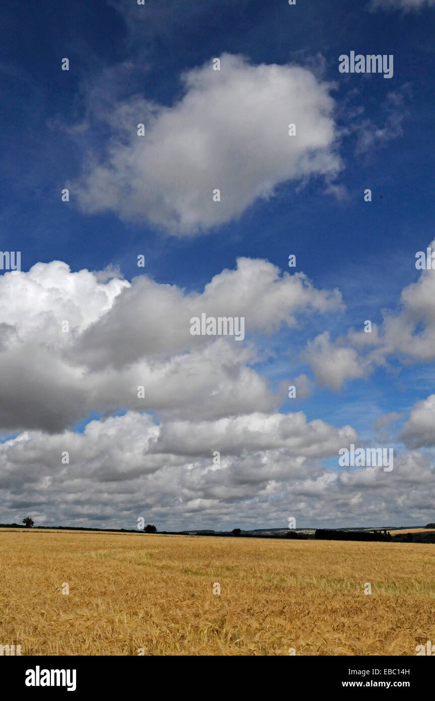 Cotswold English country cornfield in high summer with big sky Stock Photo