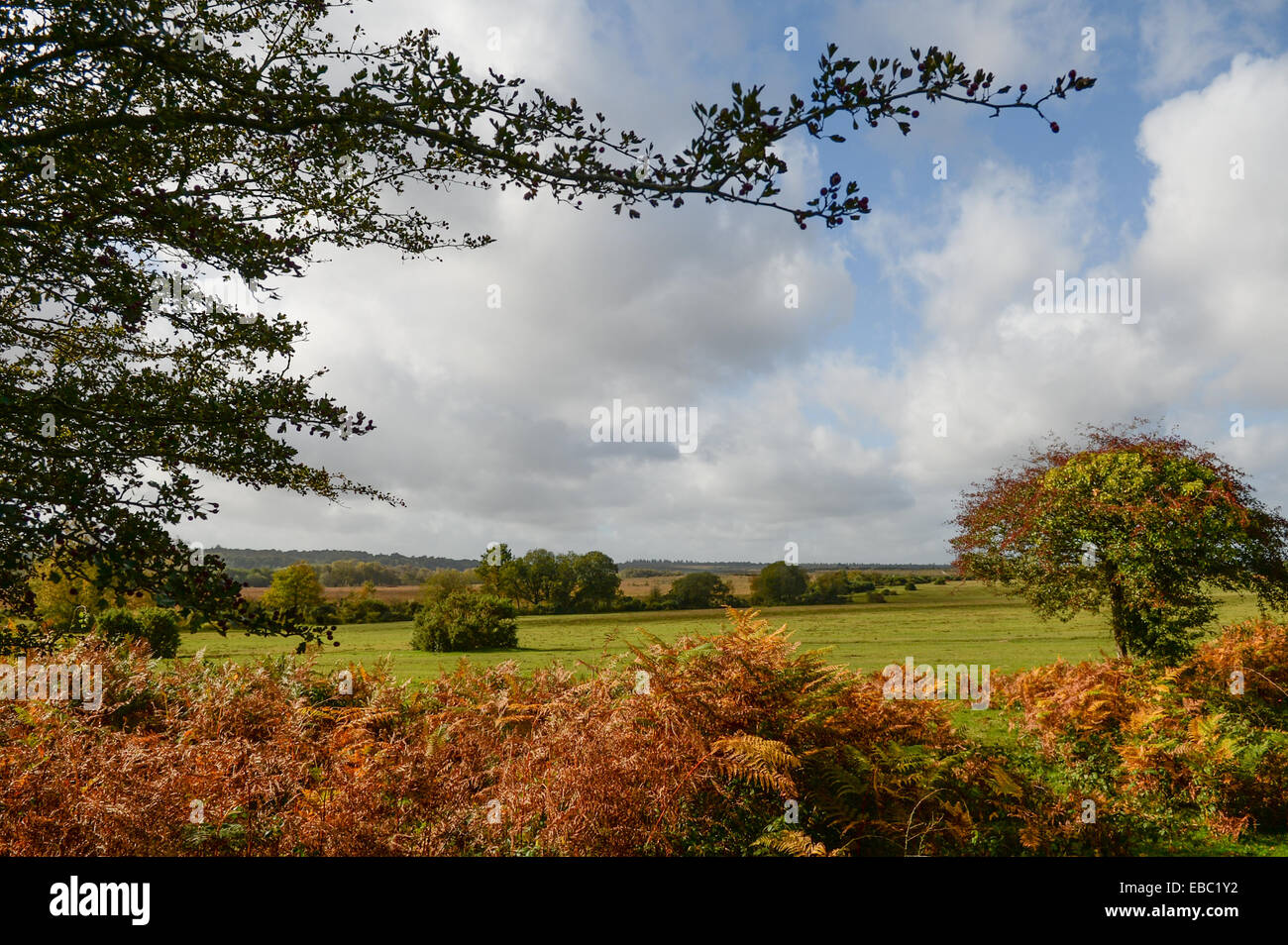 The New Forest, UK Stock Photo