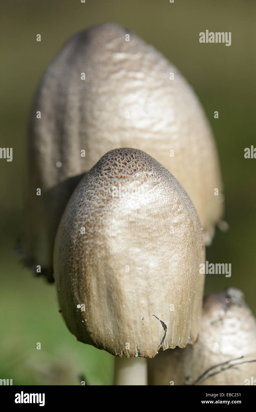Shaggy Ink Cap Fungi Stock Photo