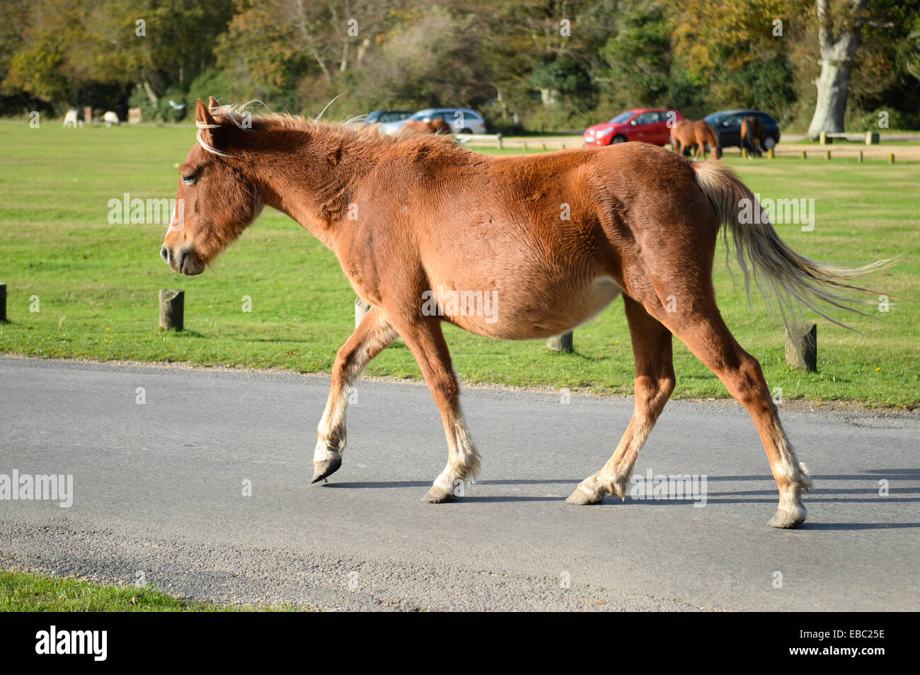 Pony, New Forest, UK Stock Photo