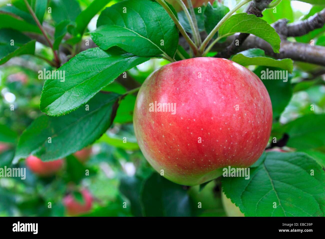 A single ripe Macintosh apple on an apple tree Stock Photo Alamy