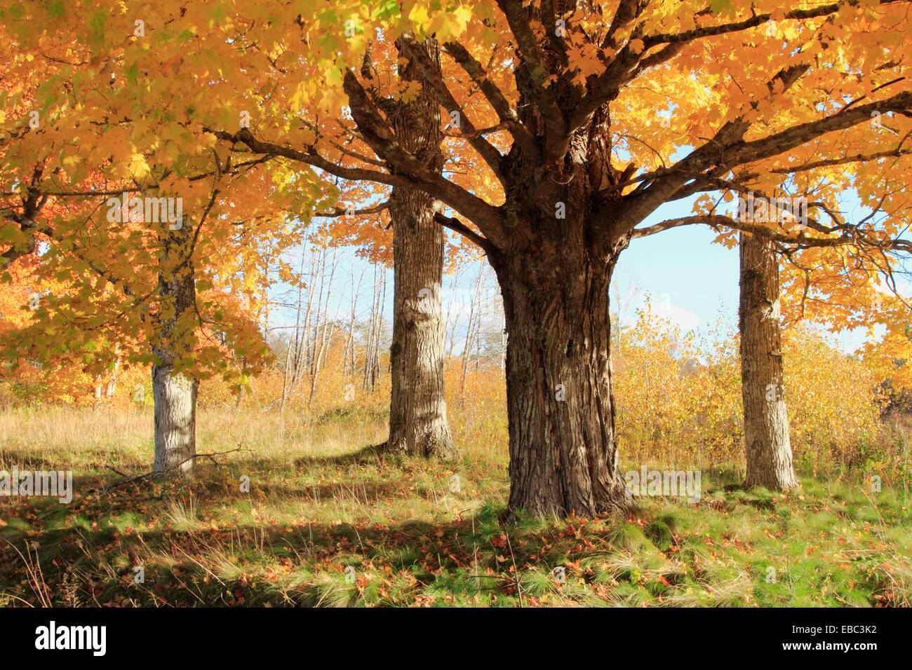 sugar maple trees in brilliant autumn color Acer saccharum sugar