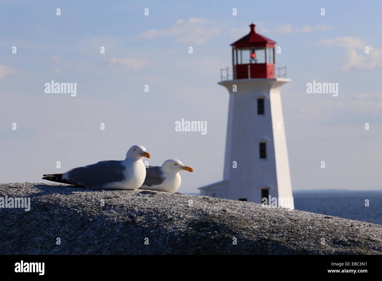 Two herring gulls on a rock with the Peggy's Cove Lighthouse in the background in nova scotia