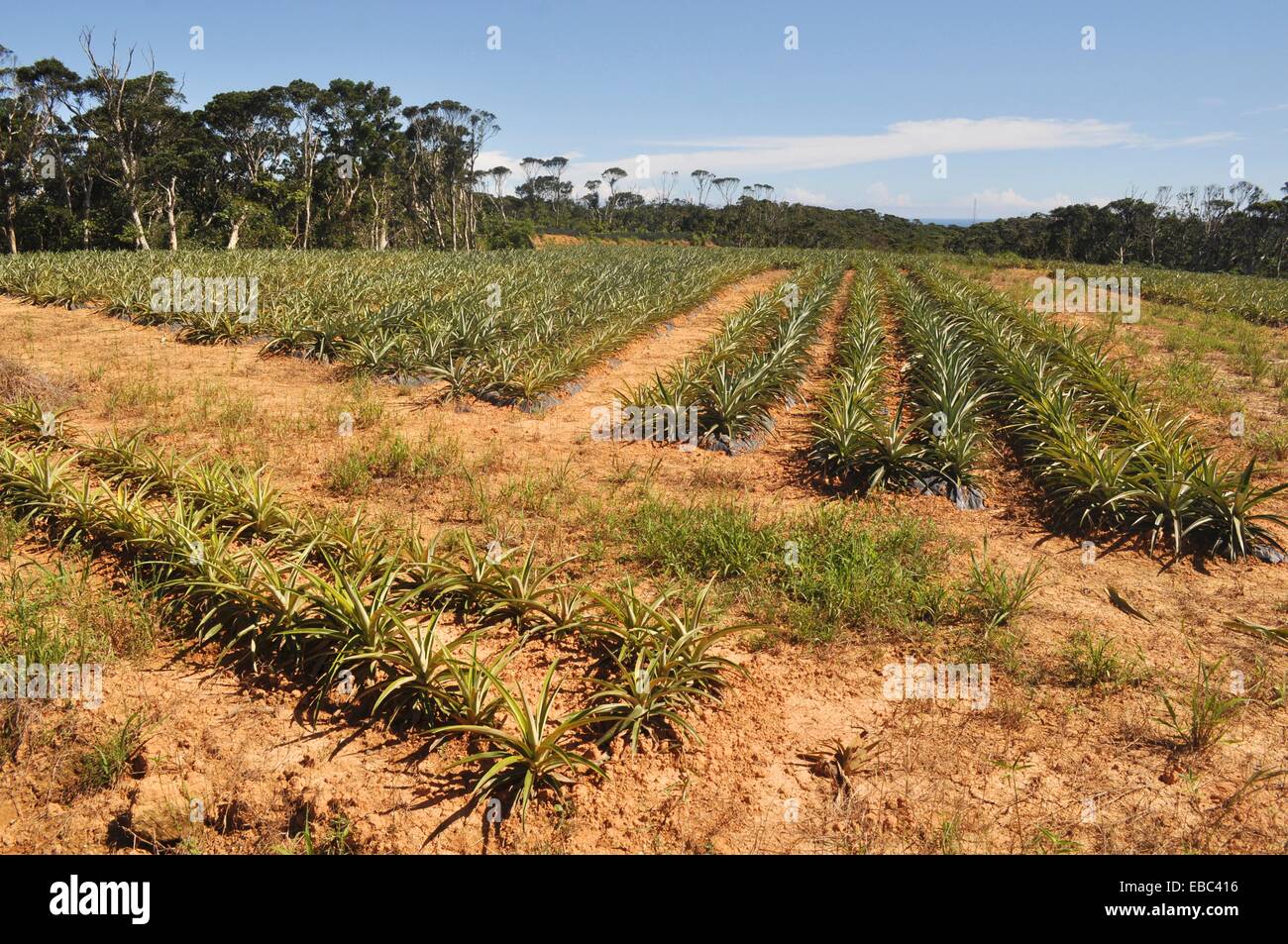 Okinawa, Japan, pineapple plantation in the Yanbaru forest Stock Photo