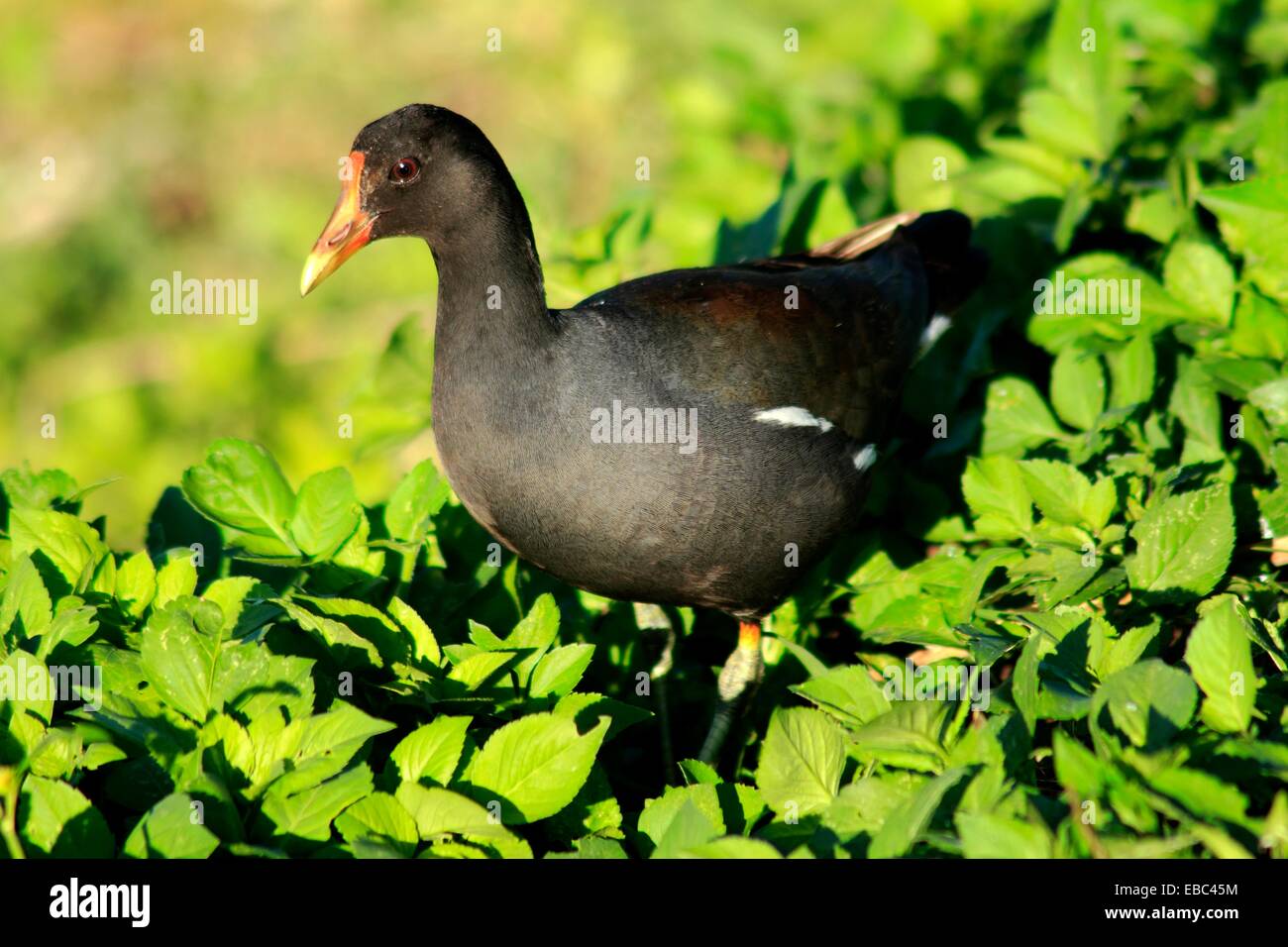 Moorhens, sometimes called marsh hens or river chickens, are medium