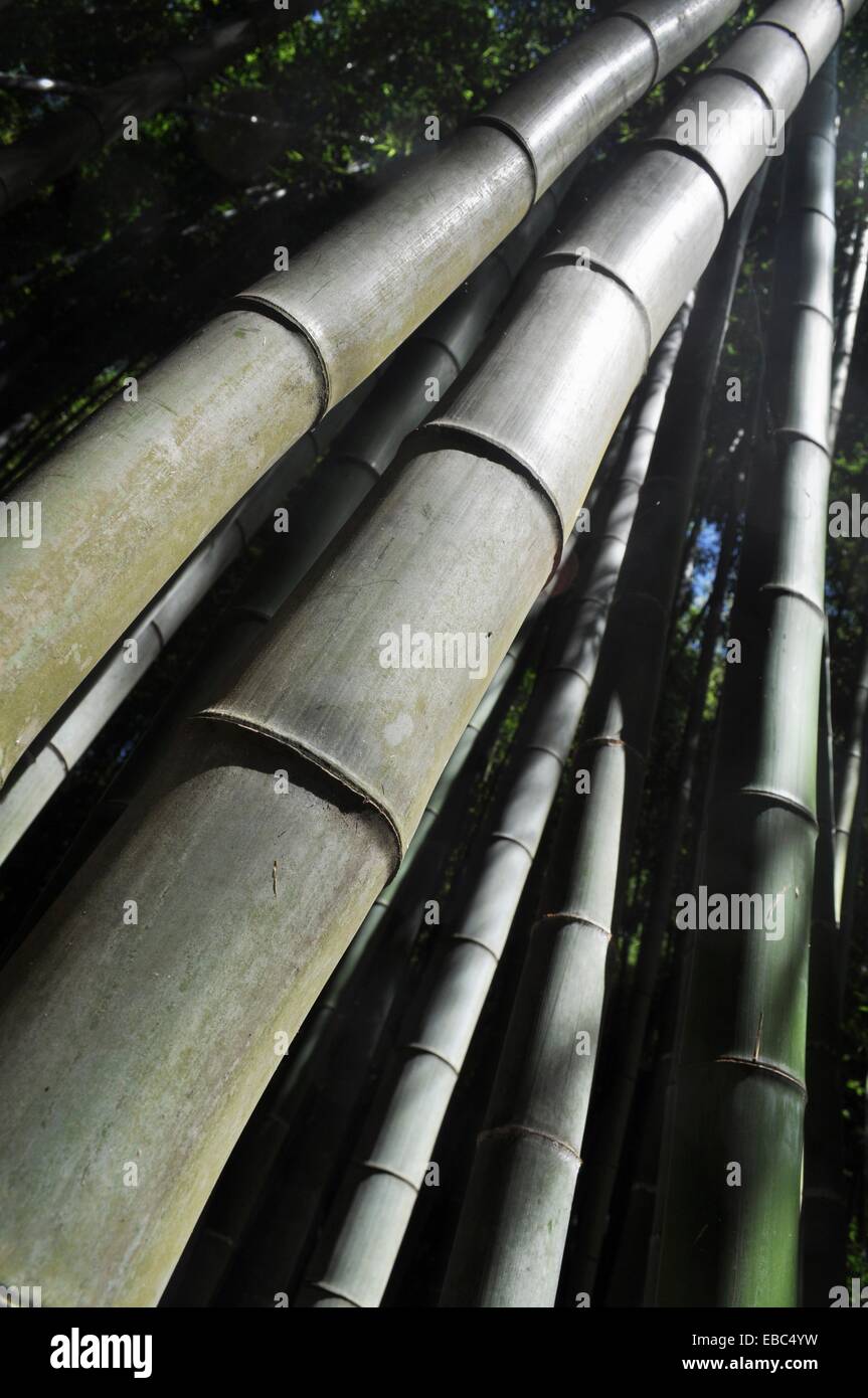 Kamakura, Kanagawa, Japan, bamboo garden at Hokokuji Temple Stock Photo