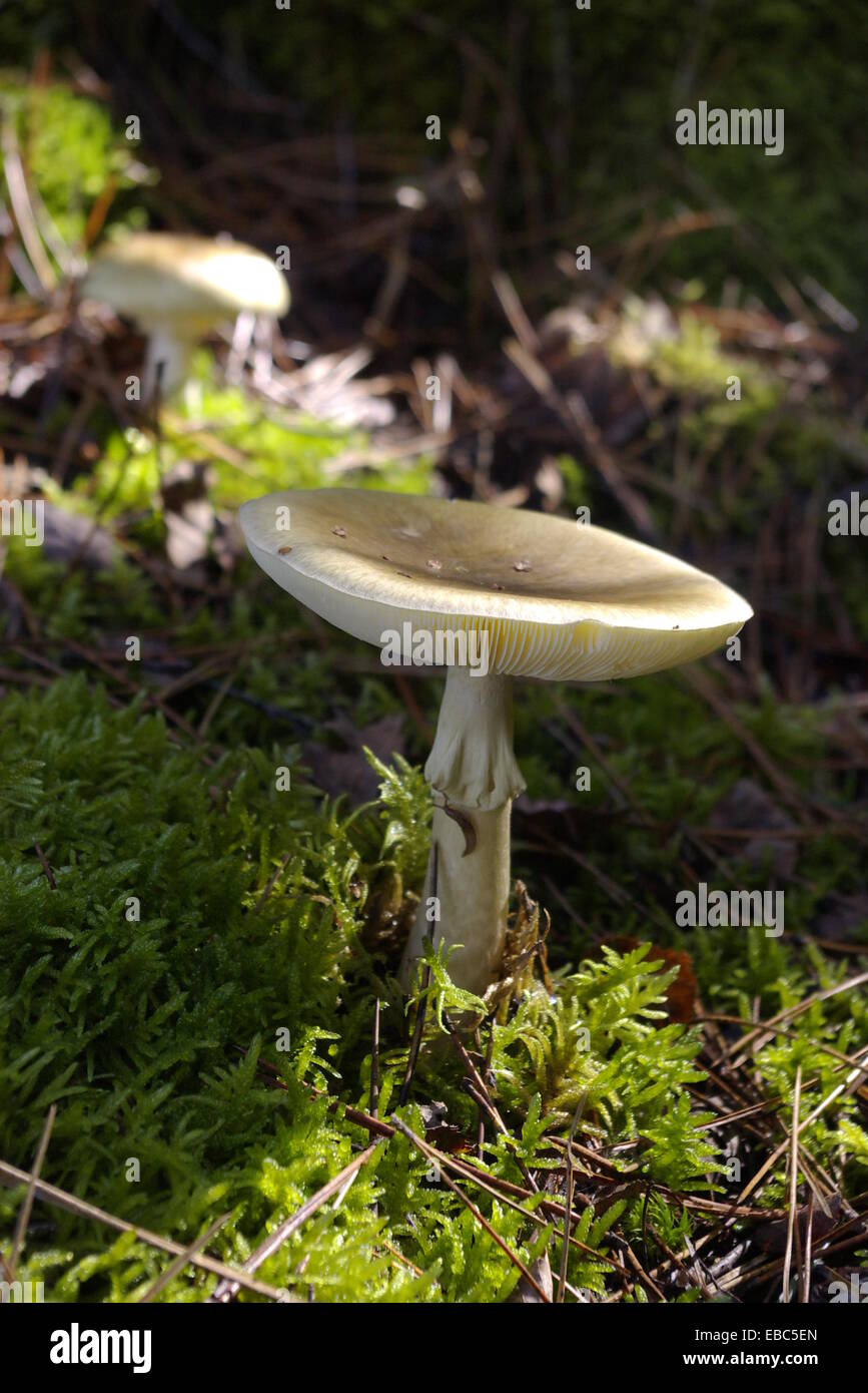 One of the most poisonous mushroom Stock Photo
