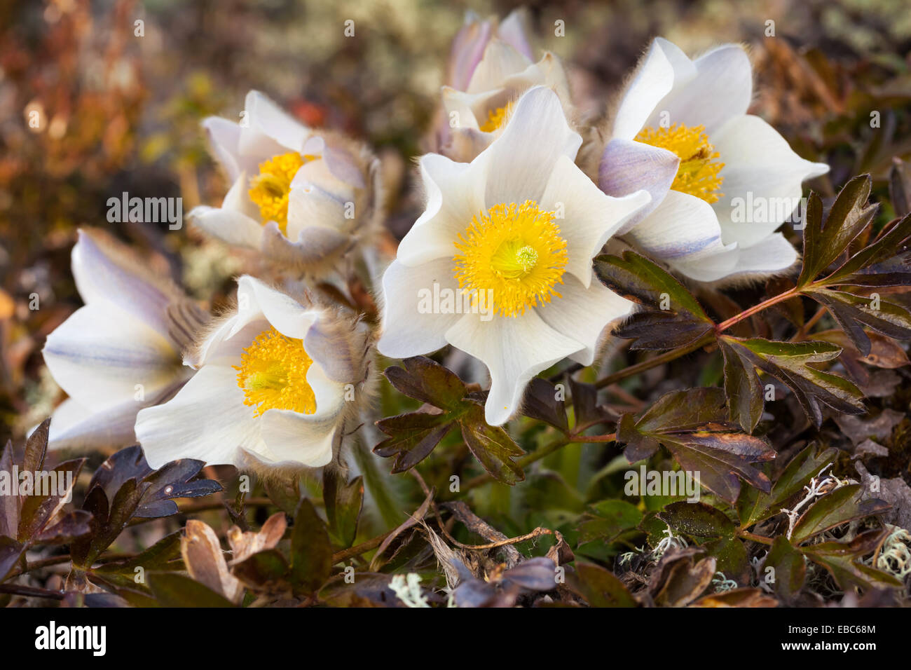 Spring pasqueflower Stock Photo