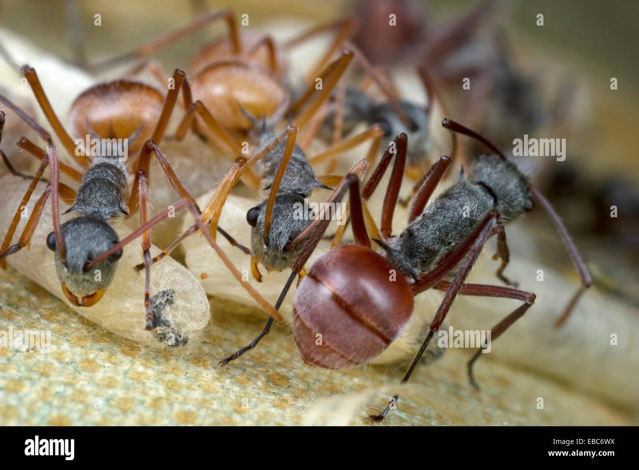 Ants from skudup hi-res stock photography and images - Alamy