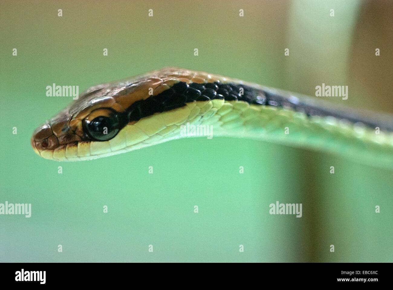 Big eye green whip snake hi-res stock photography and images - Alamy