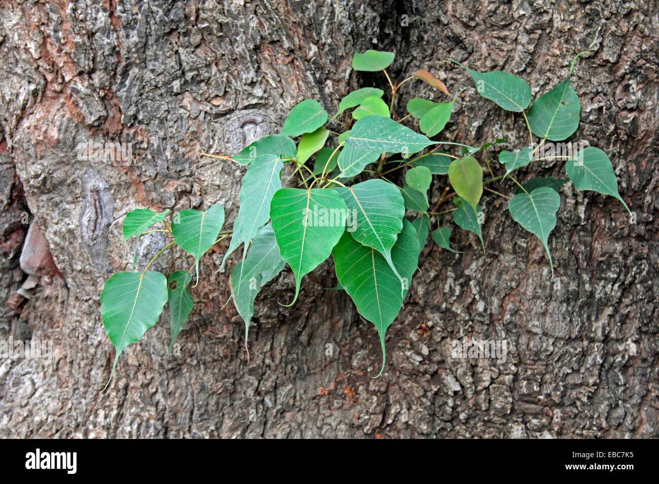 A young Ficus Religiosa plant Stock Photo Alamy