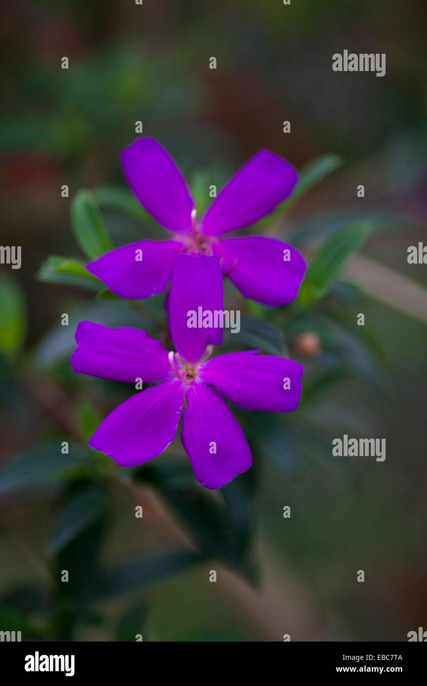 Wild flowers. Image taken at ShangriLa Farm Resort, Taiwan Stock Photo