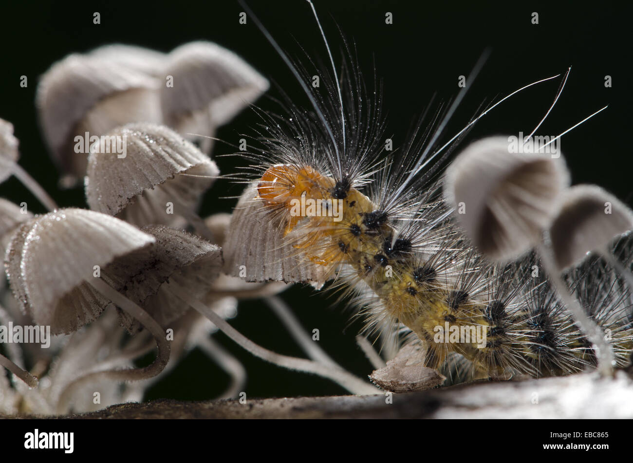 Caterpillar eating mushrooms. Image taken at Satau Singgai Sarawak