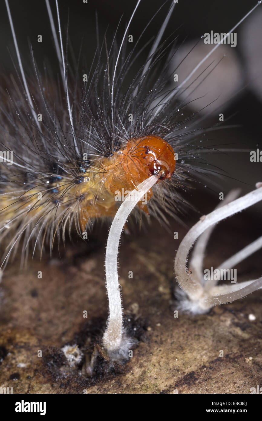 Caterpillar eating mushrooms. Image taken at Satau, Singgai, Sarawak