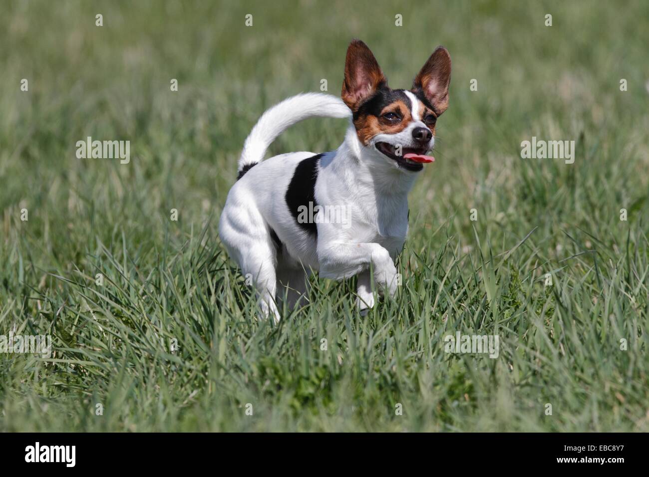 Stockholm people dog hires stock photography and images Alamy