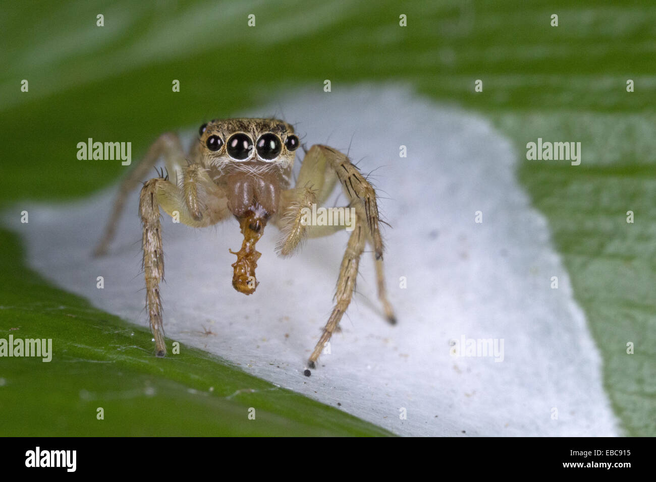 Salticidae egg sac hi-res stock photography and images - Alamy