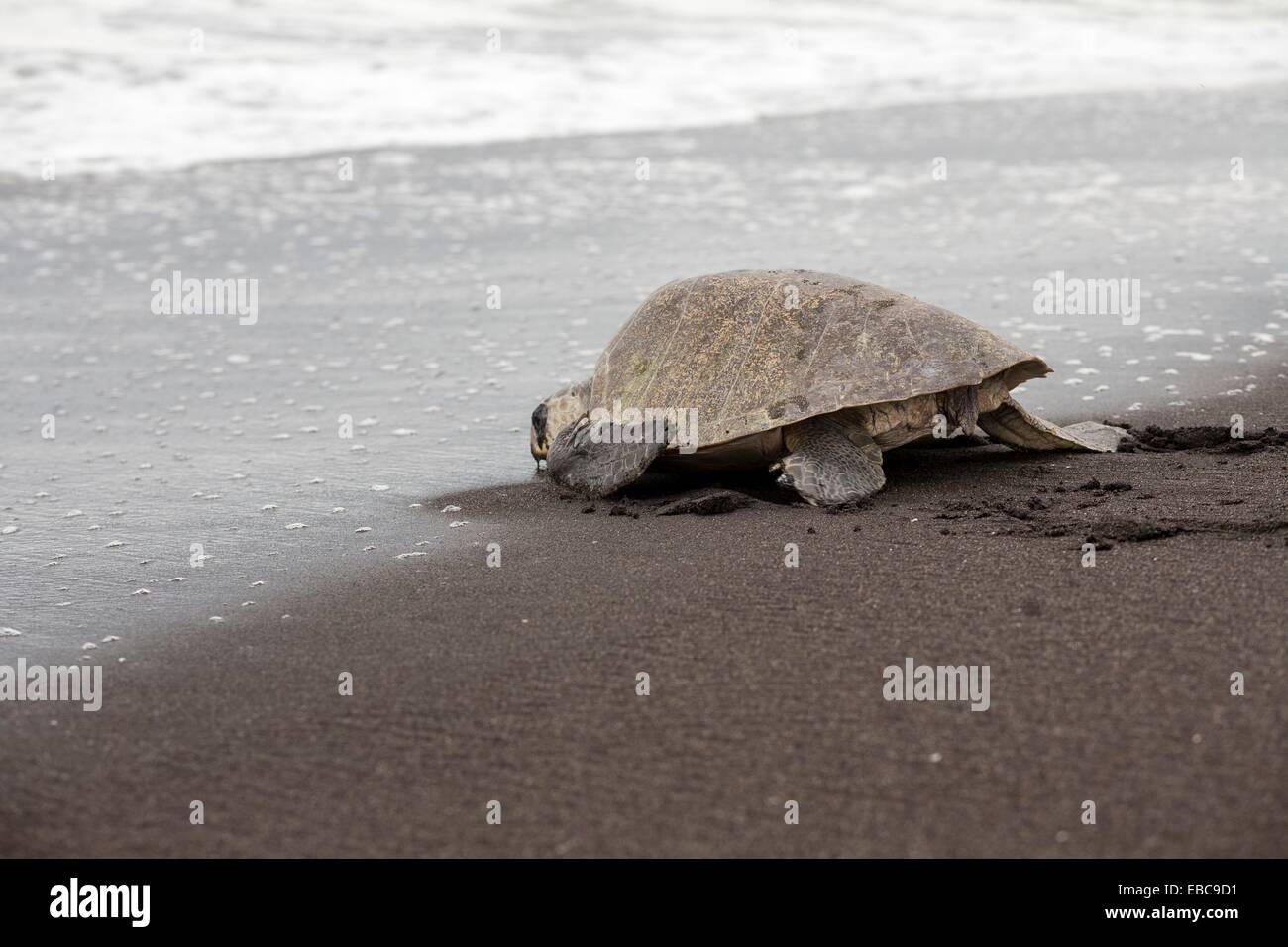 Turtle plastic straw hi-res stock photography and images - Alamy