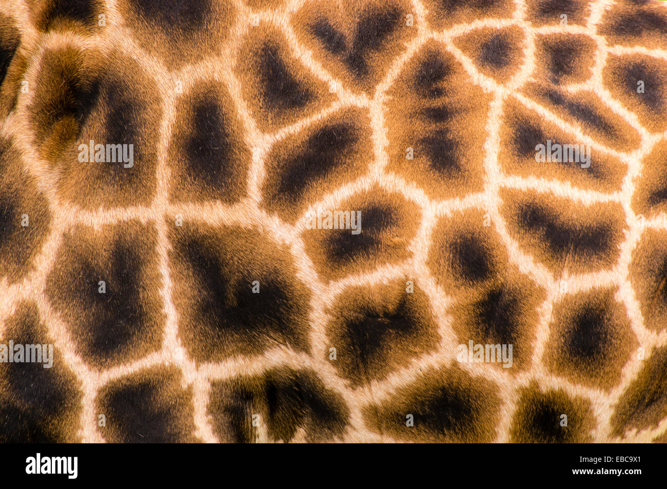 Abstract photograph of a Giraffe’s hide Stock Photo - Alamy