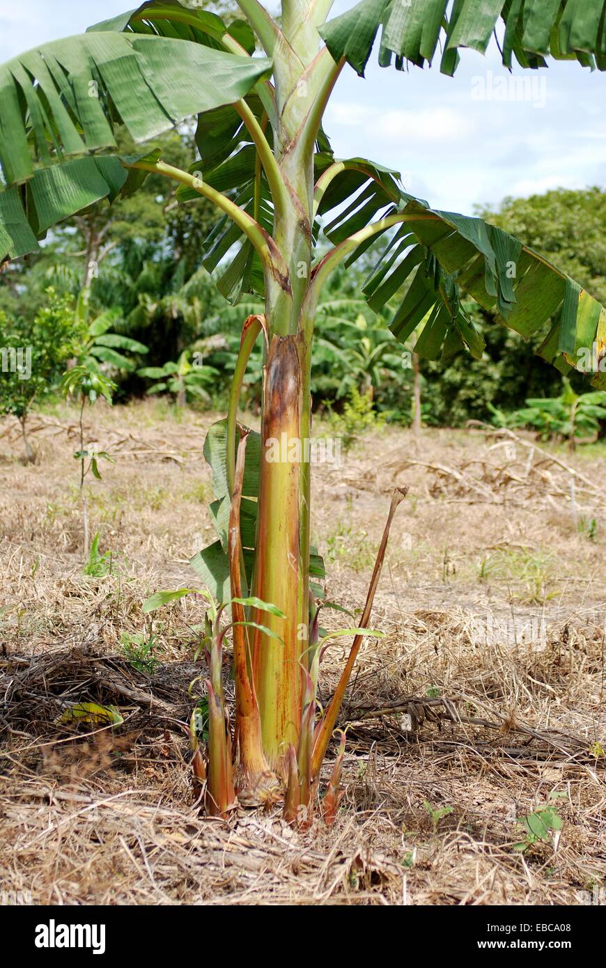 Vegetative Propagation Stock Photos & Vegetative Propagation Stock