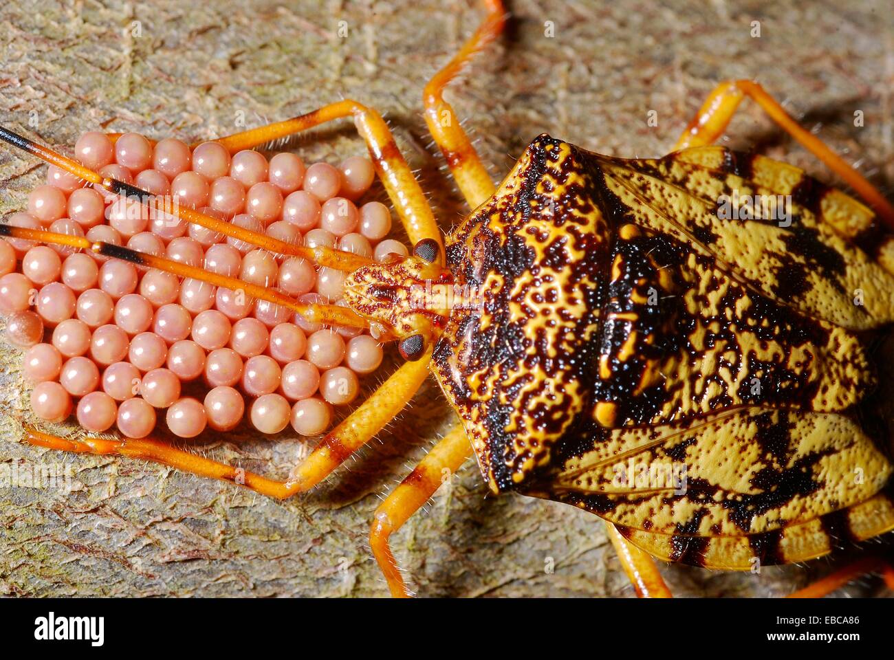 Stink bug on parental care Pentatomidae Heteroptera Hemiptera 1 Stock