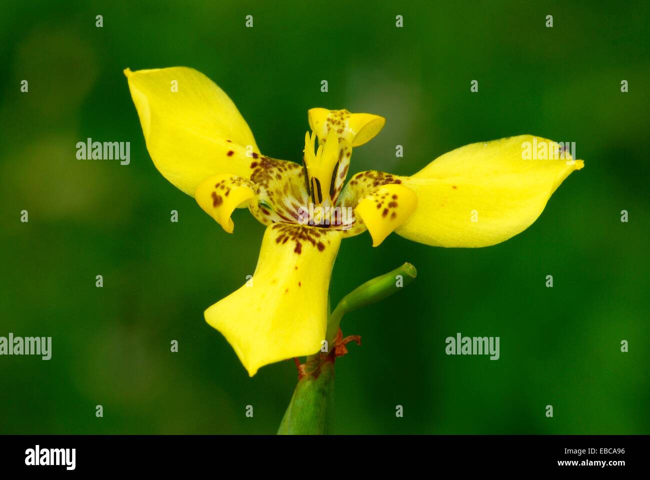 Flower Radial Symmetry High Resolution Stock Photography and Images Alamy