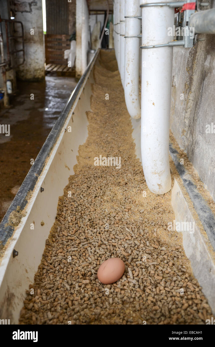 Chicken egg in the bowl to feed the cows in a dairy farm near San Ramon, Canelones, Uruguay. Stock Photo