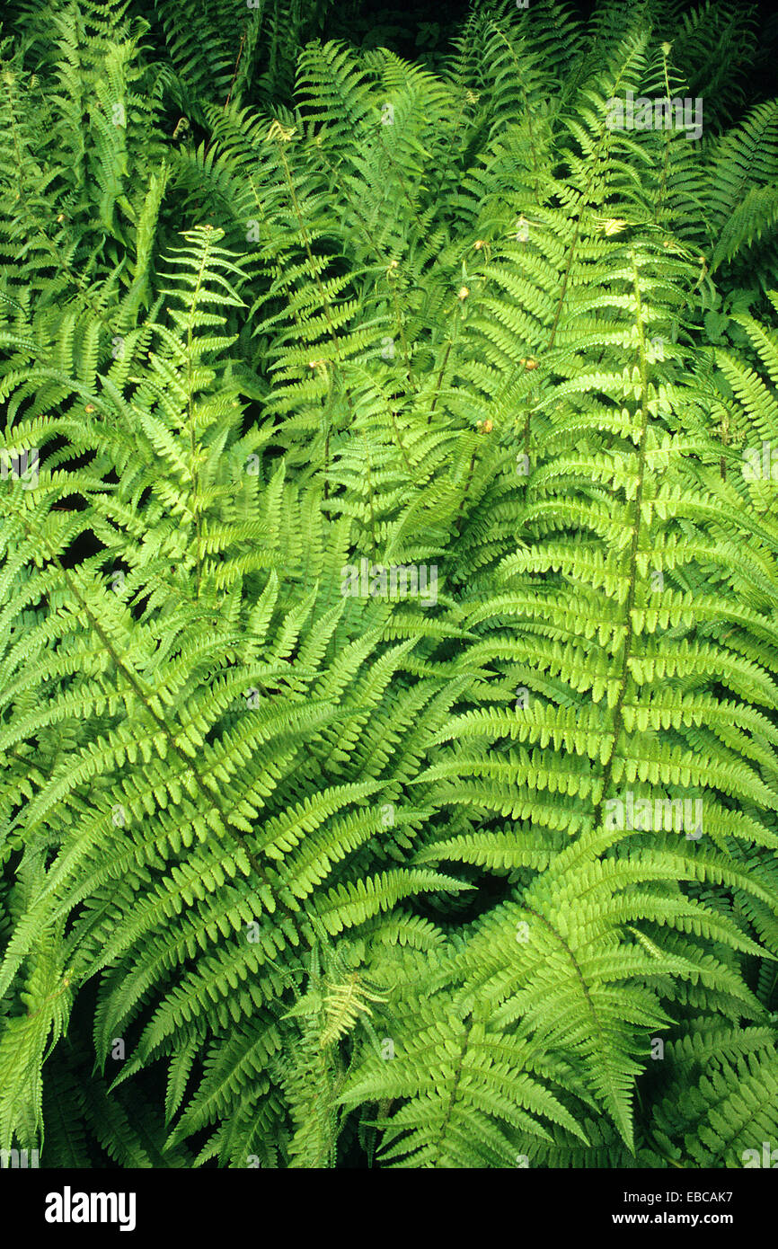 Common Male Fern Dryopteris Filix Mas High Resolution Stock Photography ...