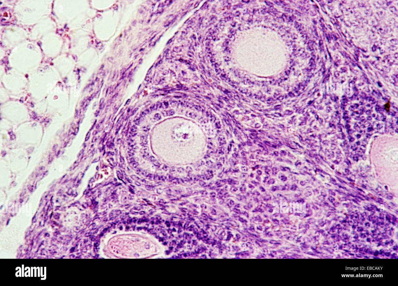 Rat ovary, 200 X optical microscope, photomicrography , histology Stock