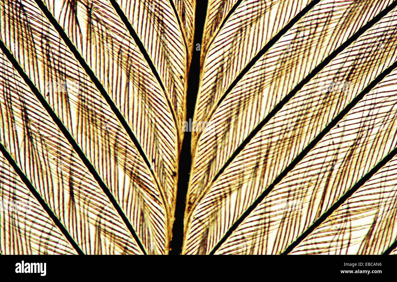 Histology Stock Photos & Histology Stock Images - Alamy