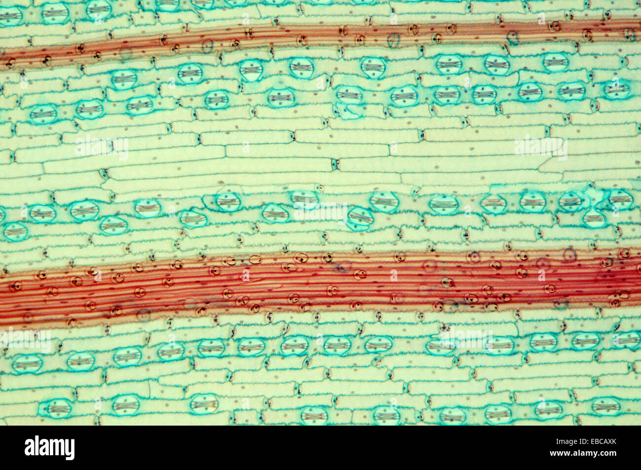 Stoma Of Corn High Resolution Stock Photography and Images Alamy