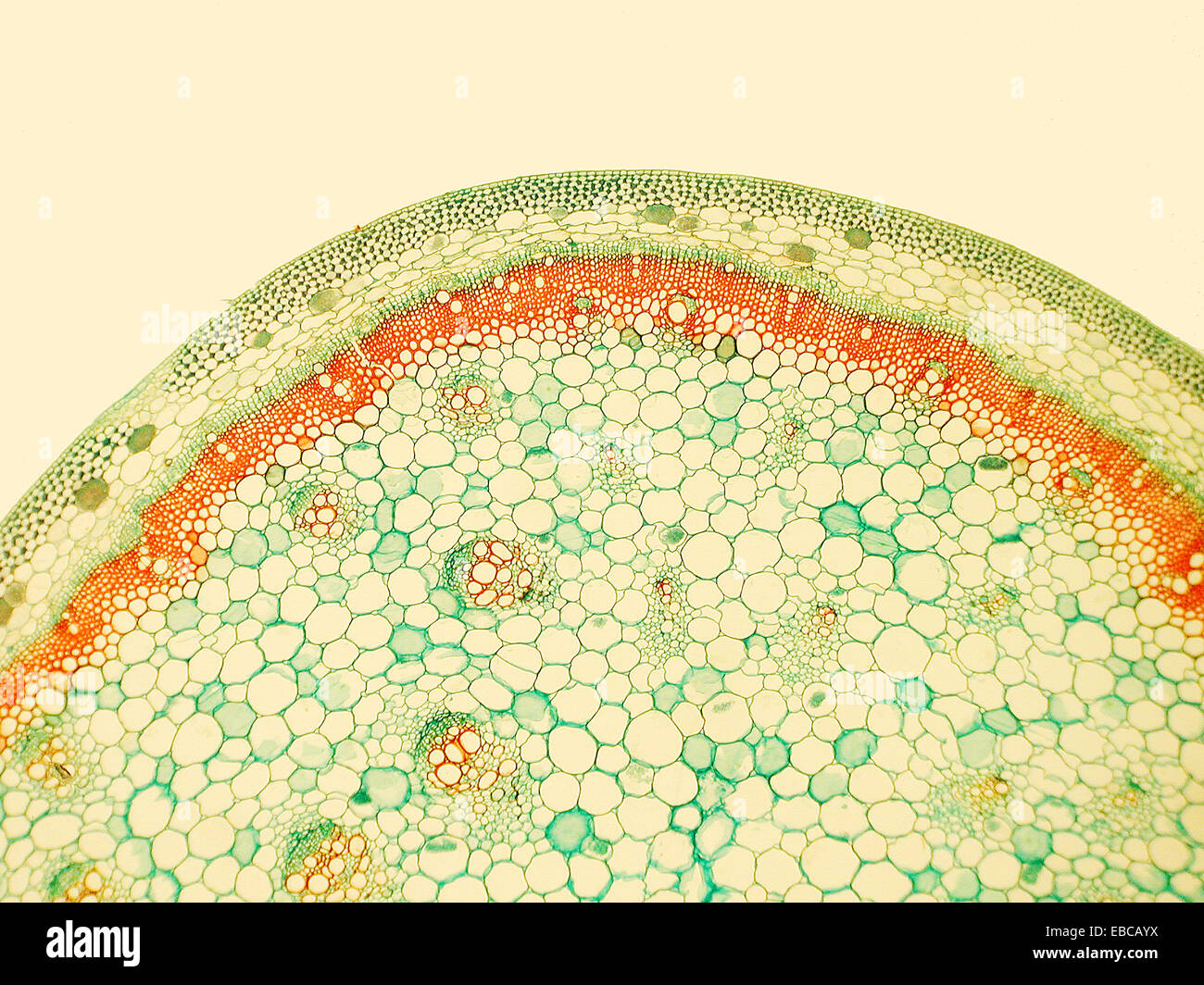 Collenchyma Tissue Of Stem Stock Photos & Collenchyma Tissue Of Stem