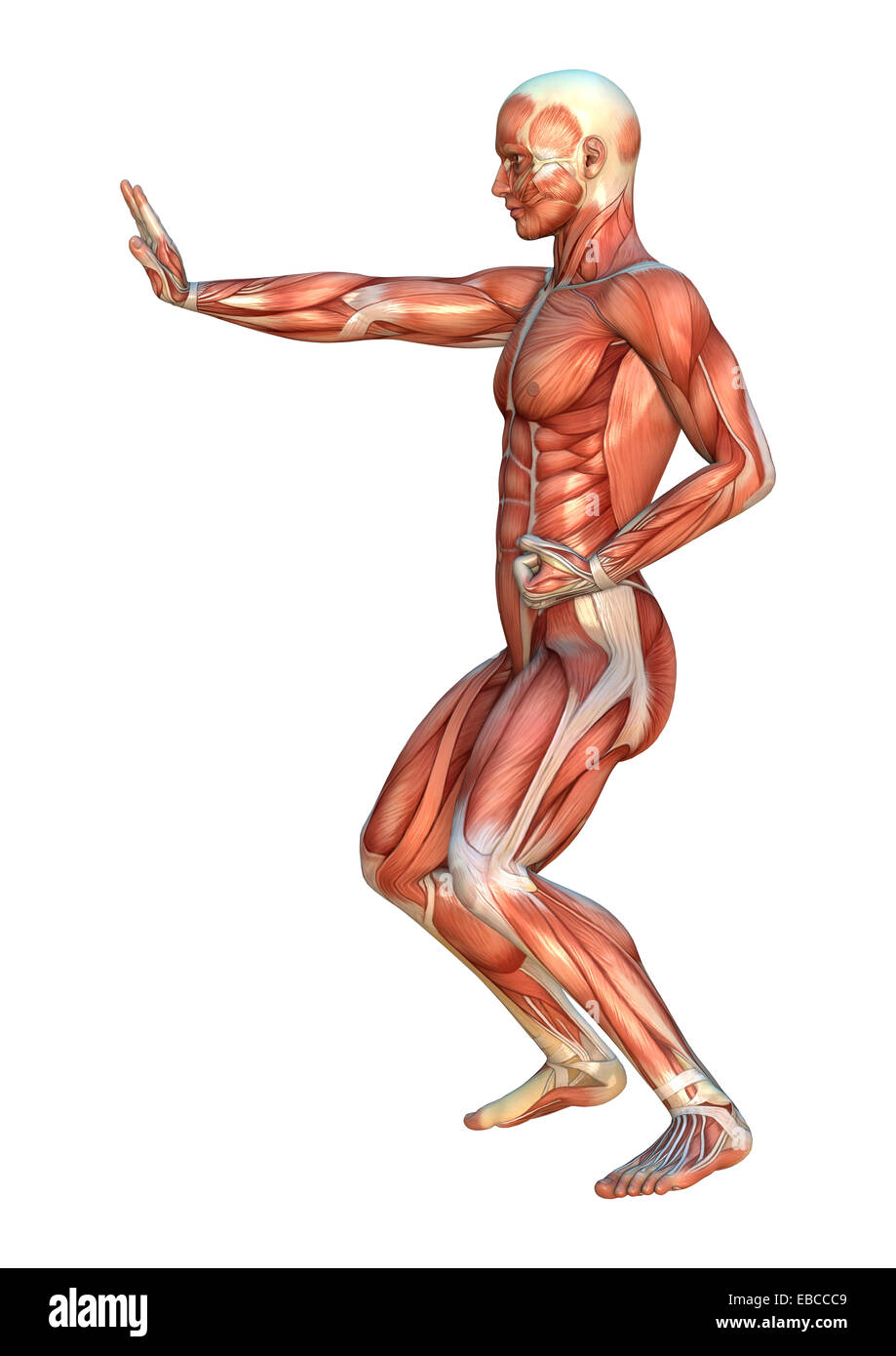 3D digital render of a human figure with muscle maps in a shutouke martial arts position