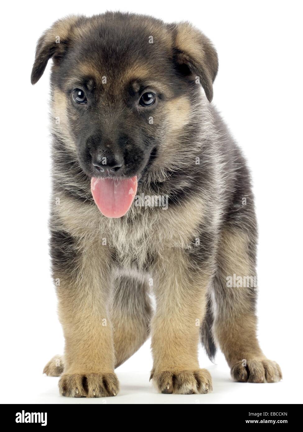 german shepherd puppy 7 weeks