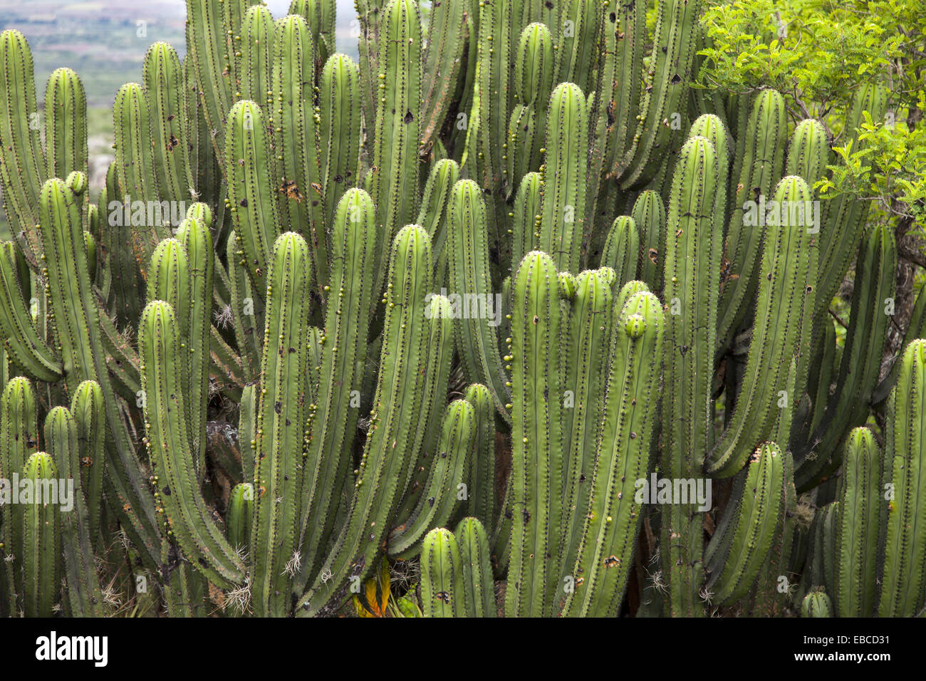 Cactus details: Yagul Archaeoligical Site at Oaxaca Mexico Stock Photo -  Alamy