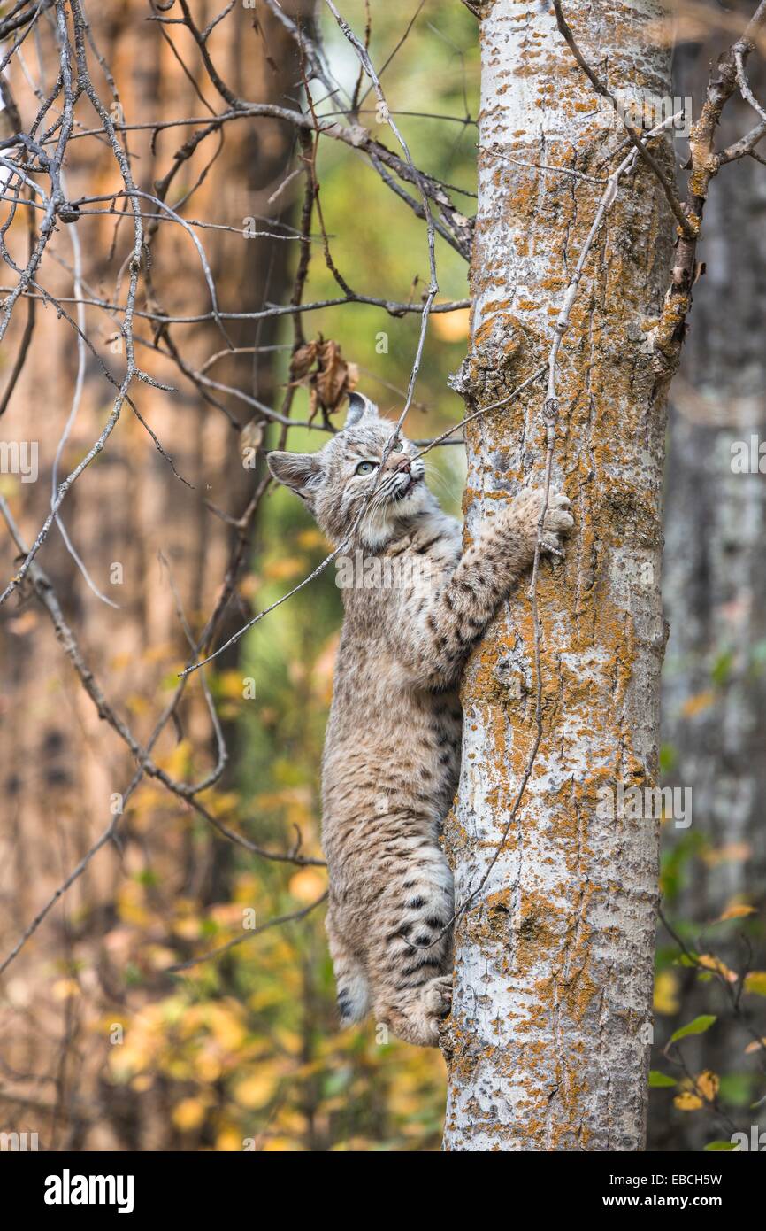 Cute little Bobcat kitten (Lynx rufus) climbing a tree, captive