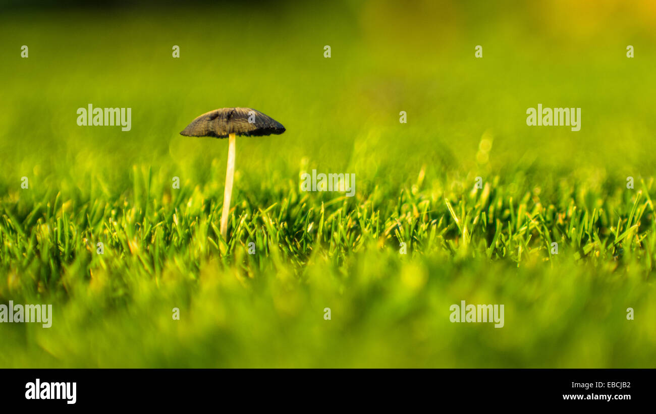 Fungus In The Grass Stock Photo Alamy