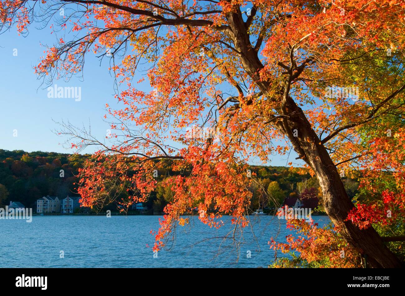 Beseck Lake with maple, Beseck Lake State Boat Launch, Connecticut