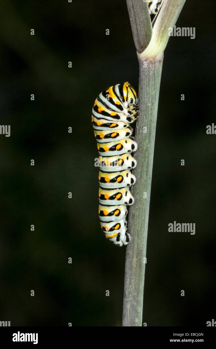 Black Swallowtail Butterfly, Papilio polyxenes, on Bronze Fennel