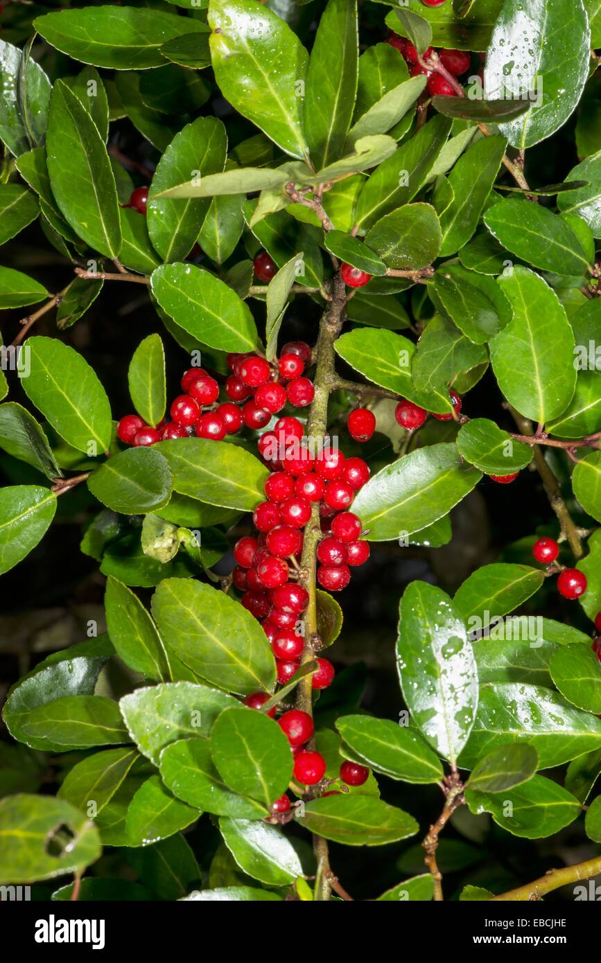 Yaupon Ilex vomitoria Berries and Leaves in Corolla NC USA Stock Photo