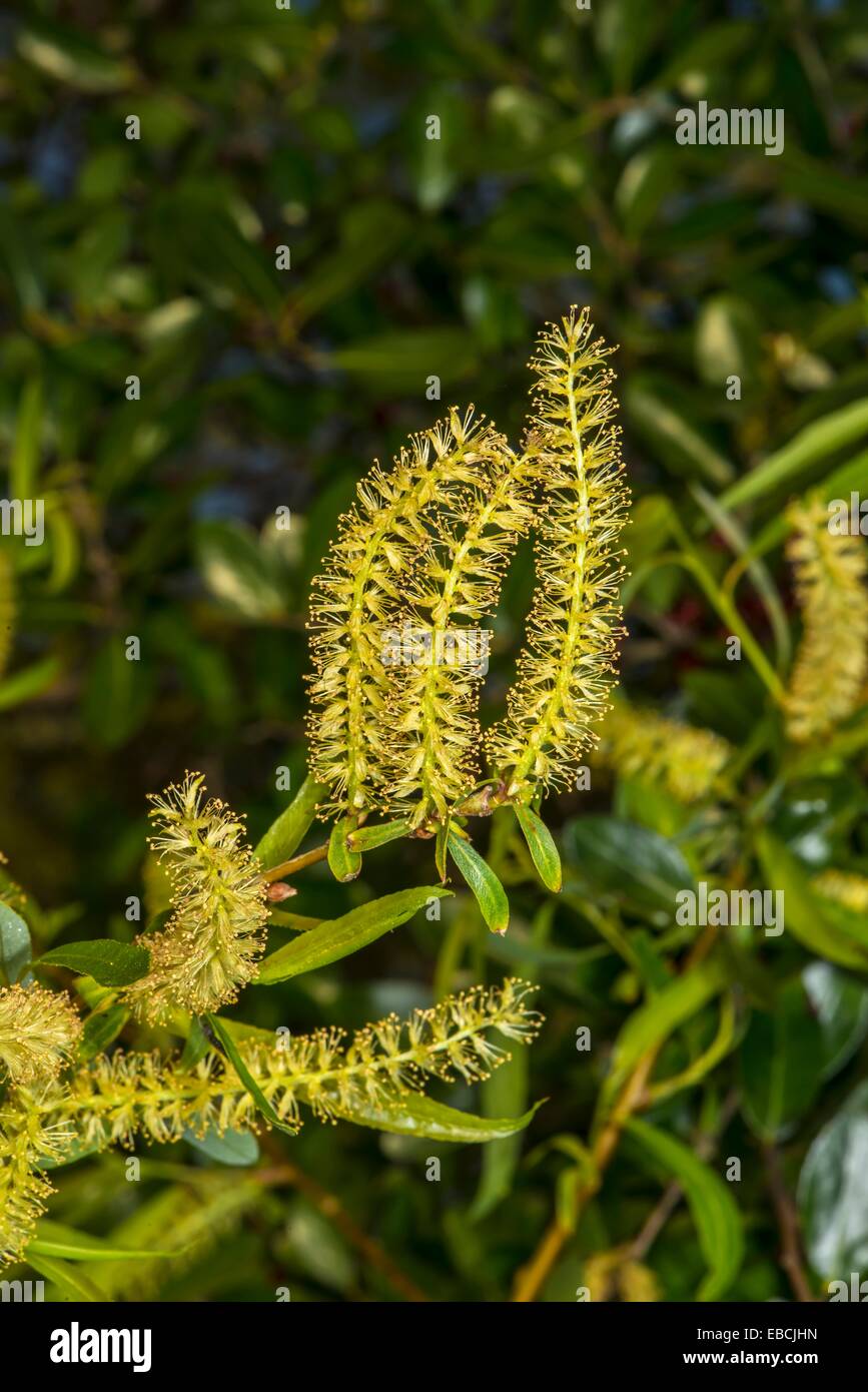 Male Flowers of Willow Salix caroliniana in Corolla, NC, USA Stock
