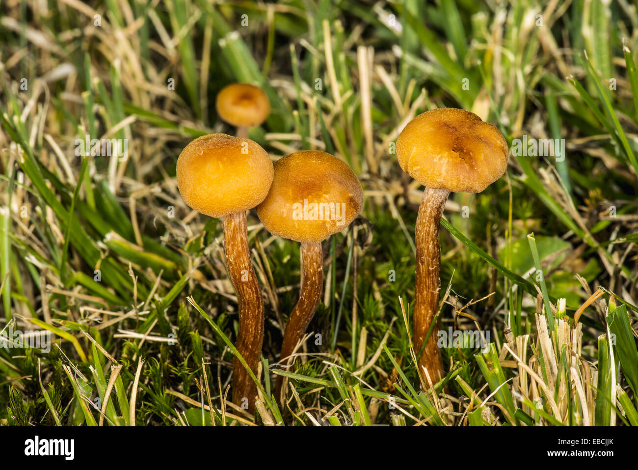 Gilled Mushroom (Macrocystidia cucumis). Stock Photo