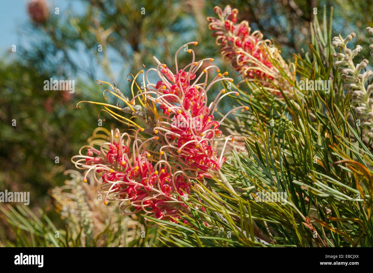 Grevillea Honey Gem at Lake Monjingup Nature Reserve, WA, Australia — free download
