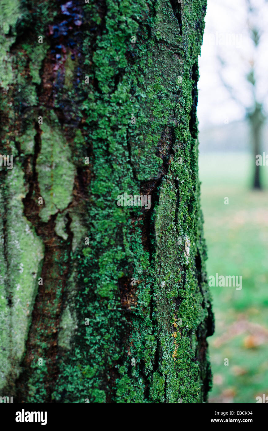 Rich, deep green moss or lichen  growing on the old cracked bark of a tree in a park Stock Photo