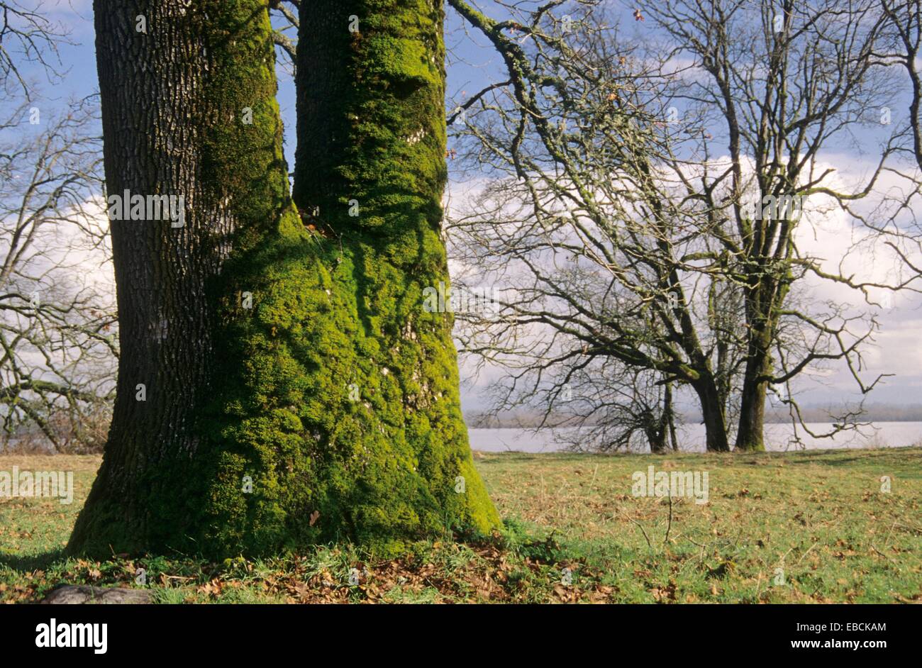 Sauvie island wildlife area hires stock photography and images Alamy